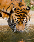 Enlarge photo 131