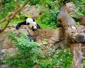 Enlarge photo 104