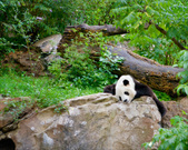 Enlarge photo 106