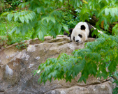 Enlarge photo 108