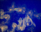 Enlarge photo 89