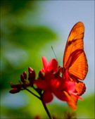 Enlarge photo 92