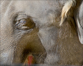 Enlarge photo 95