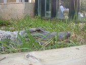 Enlarge photo 29