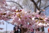 Enlarge photo 36