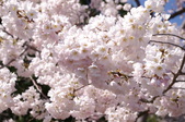 Enlarge photo 62
