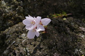 Enlarge photo 73