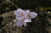 Enlarge photo 74
