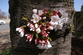 Enlarge photo 77