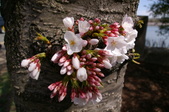 Enlarge photo 78