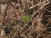 Enlarge photo 31