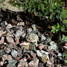 Enlarge photo 231