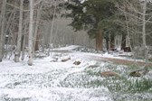 Bishop in the snow