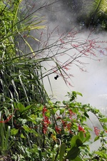Enlarge photo 44