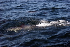 Enlarge photo 21