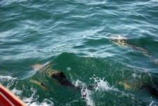 Enlarge photo 23