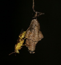 Enlarge photo 42