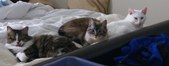 catsonbed