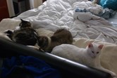 Enlarge photo 8