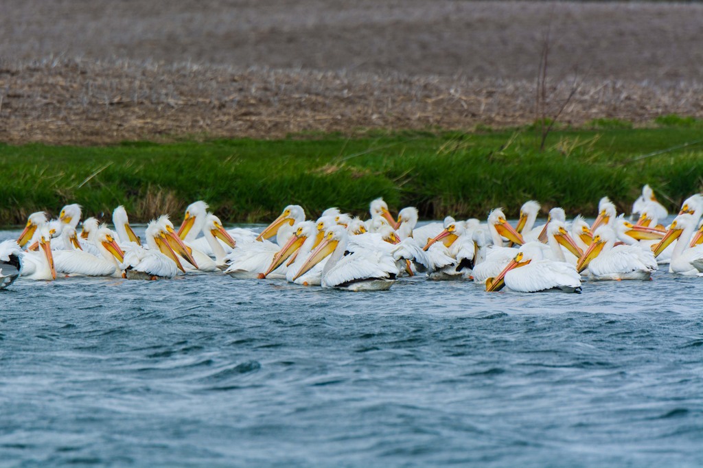 Pelicans.jpg