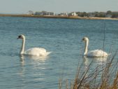 Enlarge photo 358