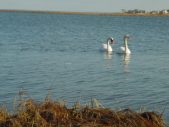 Enlarge photo 362