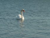 Enlarge photo 366
