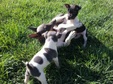Rat Terrier Puppies, Dakota and Guy