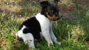 Katie and Rock puppies