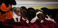 Enlarge photo 26