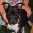 Paisley and Rock's puppies