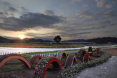 20121111新社花海