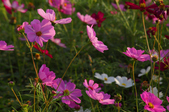 Enlarge photo 28