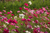 Enlarge photo 31