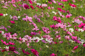 Enlarge photo 33