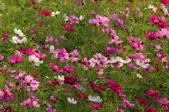 Enlarge photo 34