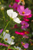 Enlarge photo 36