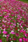 Enlarge photo 39
