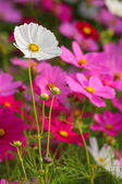 Enlarge photo 41