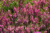 Enlarge photo 42