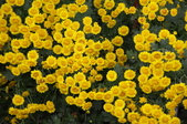 Enlarge photo 50