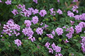Enlarge photo 53