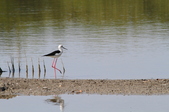 Enlarge photo 16