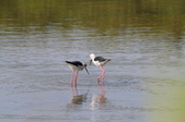 Enlarge photo 25