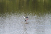 Enlarge photo 34