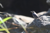 Enlarge photo 35