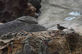 Enlarge photo 78