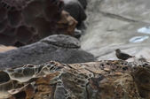 Enlarge photo 79