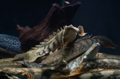 Enlarge photo 27