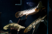 Enlarge photo 29